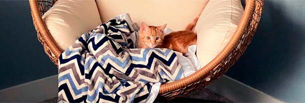Close up of ginger cat laying on a blue geometric throw inside a light brown hanging chair